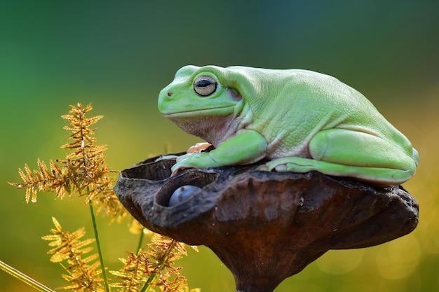 Close-up of frog on plant