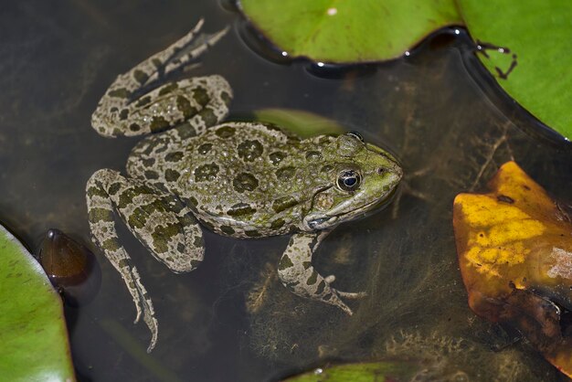 Photo close-up of frog swimming in pond