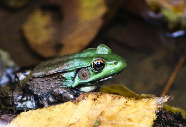 Close-up of frog