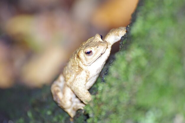 Photo close-up of a frog