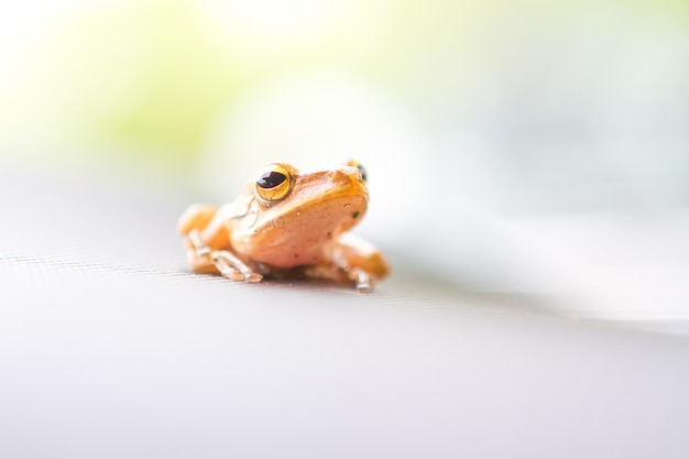 Close up of an Frog