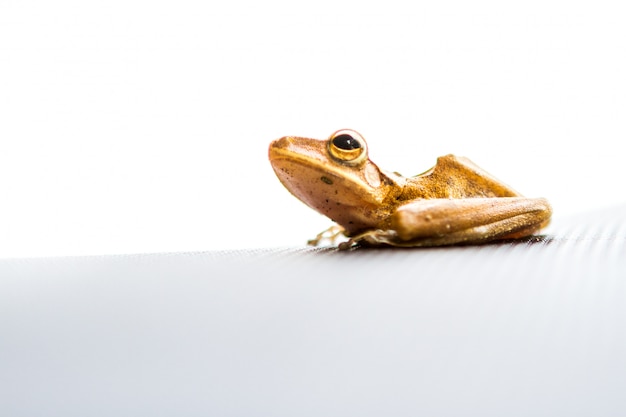 Close up of an Frog