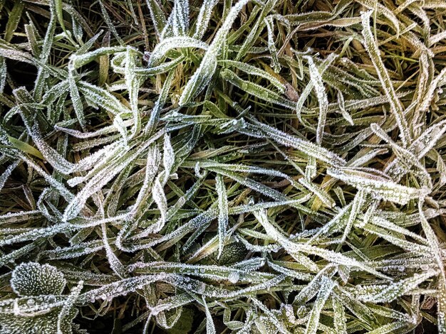 Close-up of frosty grass on field