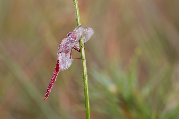 Photo close-up of frozen dragonfly on plant