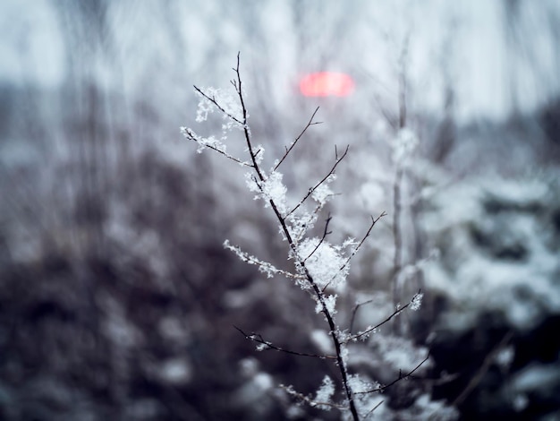 Photo close-up of frozen plant during winter