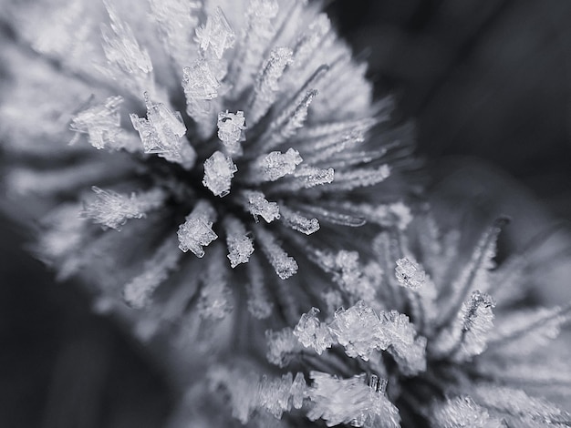 Photo close-up of frozen plant