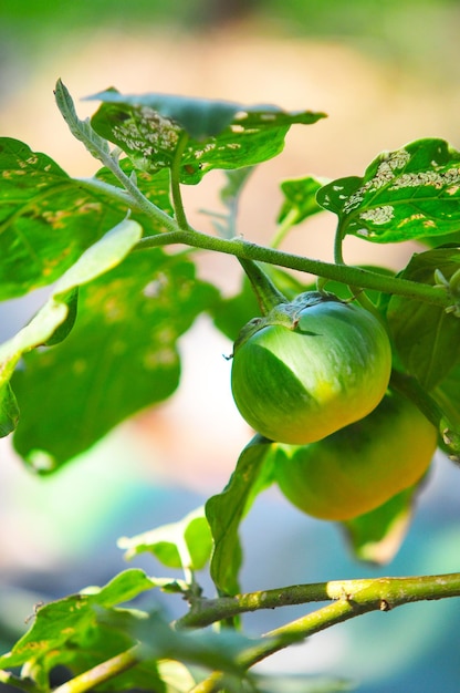 Close-up of fruit growing on plant