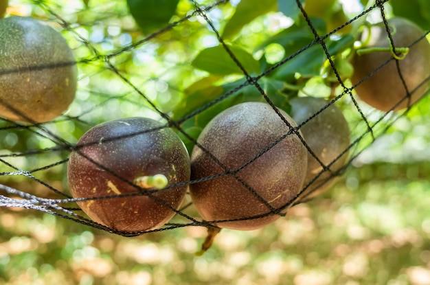 Photo close-up of fruit growing on tree