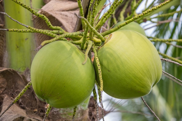 Close-up of fruit growing on tree