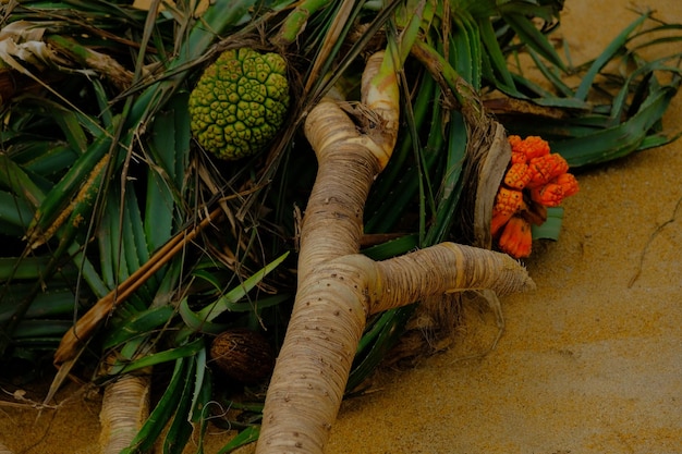 Photo a close up of a fruit and leaves on the ground