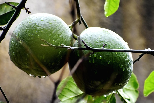 Close-up of fruit