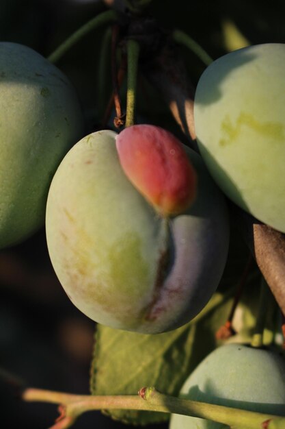 A close up of a fruit