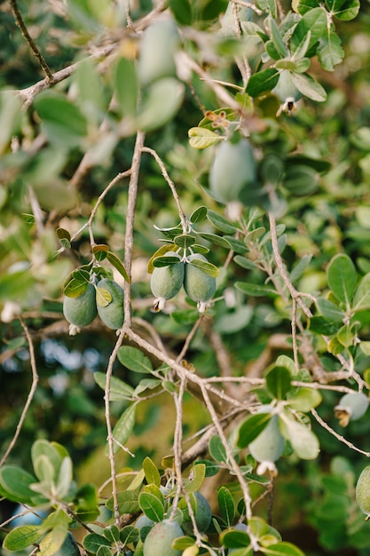 Close-up of fruits on the Feijoa tree, Akka Sellova, Pineapple grass