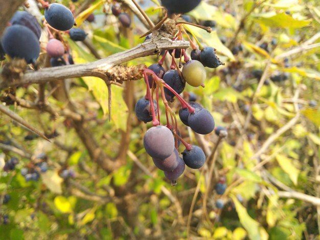 Photo close-up of fruits growing on tree