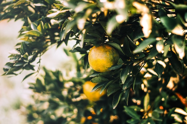 Close-up of fruits growing on tree