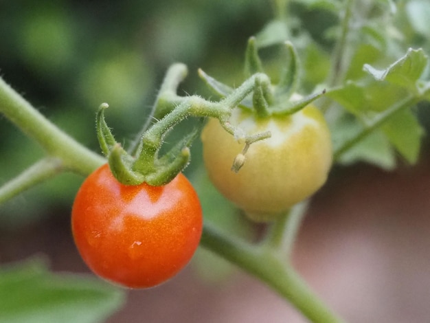 Close-up of fruits on plant