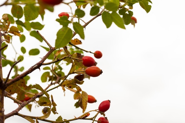 Close up of Fruits of rose hip