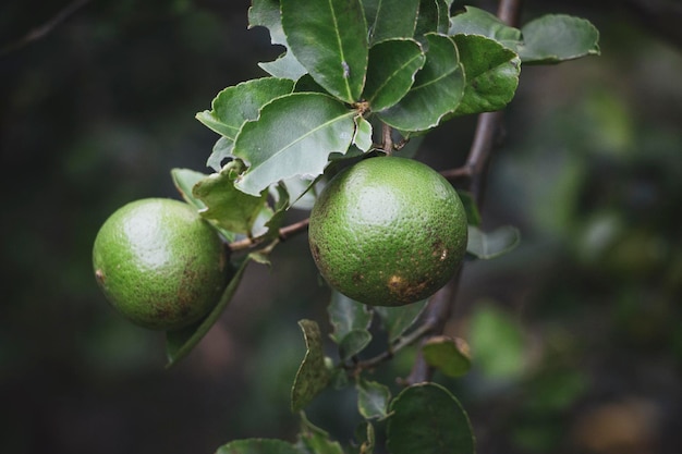 Close-up of fruits on tree