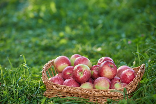 Close up of full basket of red apple among green grass.