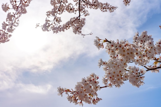 Close up full bloom beautiful pink cherry blossoms flowers sakura in springtime sunny day