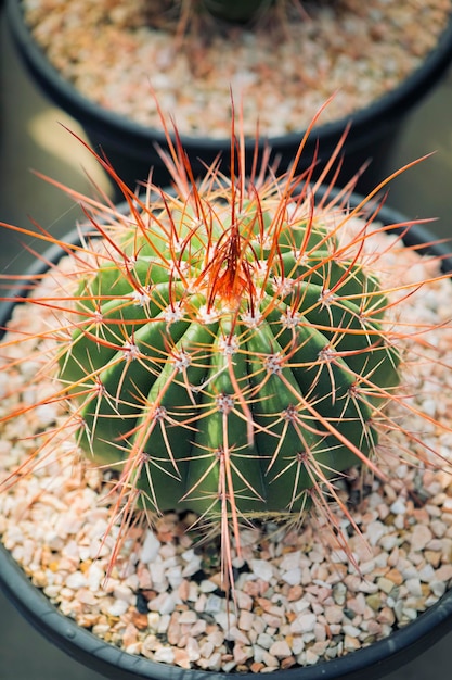 Close up full range of melocactus in planting pot