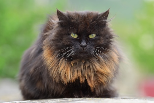 Close up funny big brown cat portrait