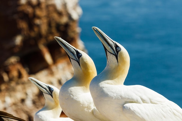 Close-up of gannets looking away against sea