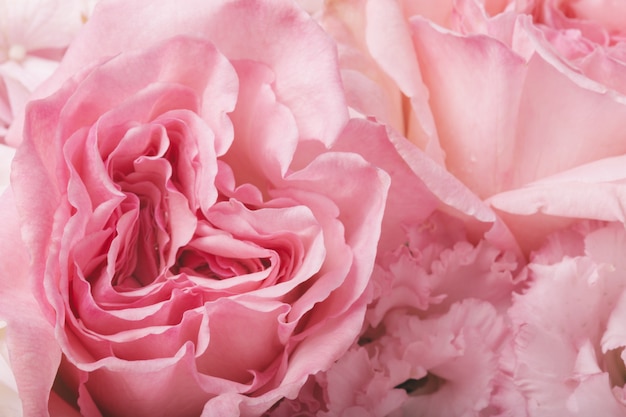 Close up of garden rose background