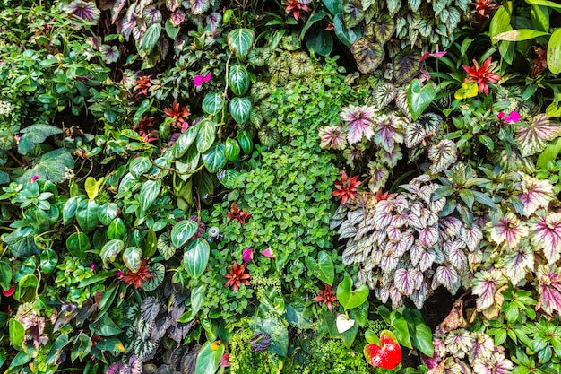 Close up of garden with tropical green leaf and flowers