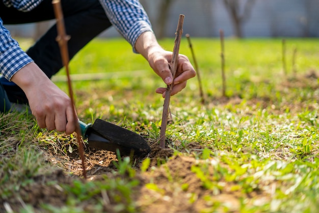 Close up gardener plant grapes branch in the soil