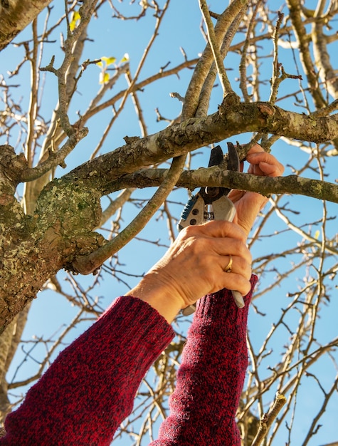 Close up of gardener pruning trees with pruning shears