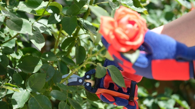 Close up of gardener with secateurs cutting off flowers on rose bush pruning rose bushes garden