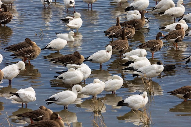 Close-up geese in lake