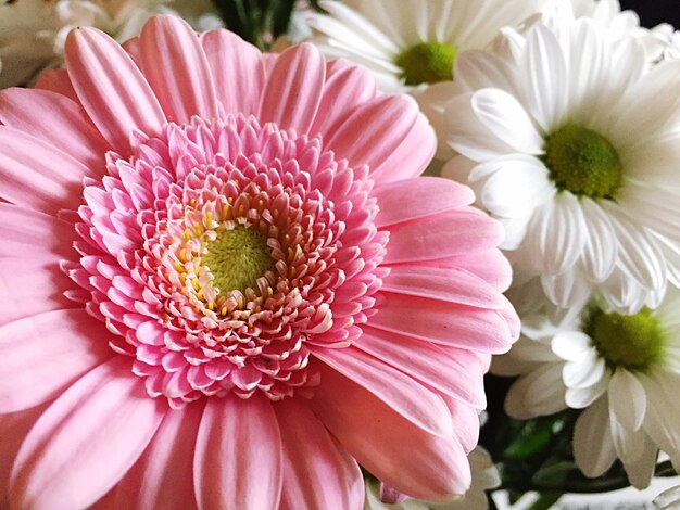 Close-up of gerberas