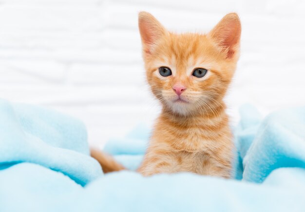 Close up ginger tabby curious kitten sits in a blue blanket and looks around pets concept