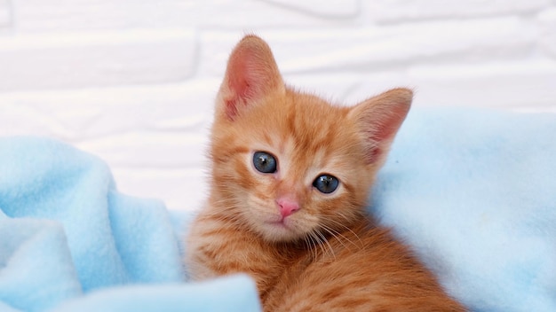 Close up ginger tabby curious kitten sits in a blue blanket and looks around pets concept