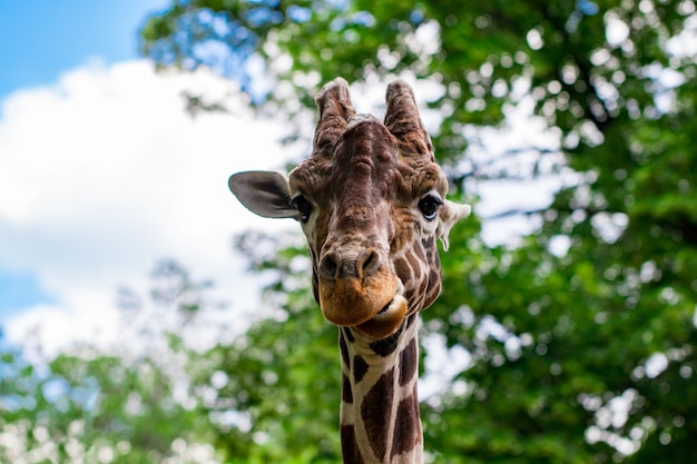 Close-up of a giraffe in front of some green trees, looking at the camera as if to say You looking at me. With space for text.