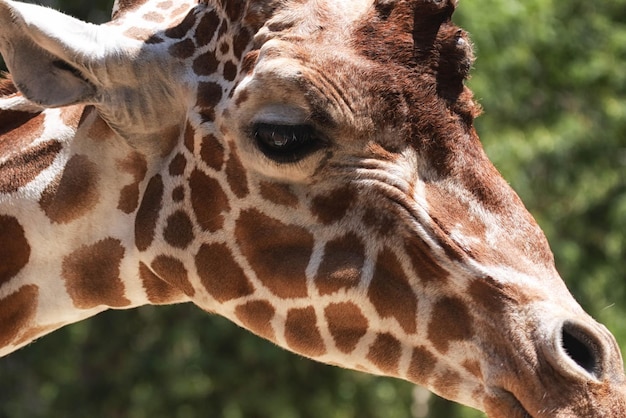 Photo close-up of giraffe