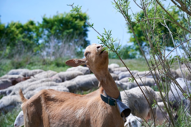 Close-up of a goat eating grass in the open air