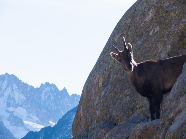 Photo close-up of goat on rock