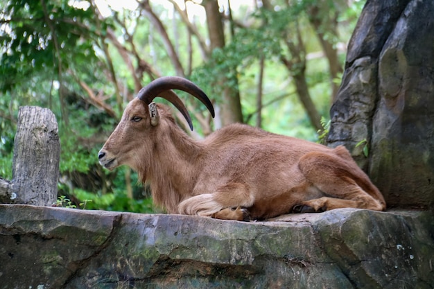 Photo close-up of goat