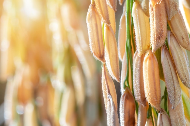 Close up of Golden ear of rice Closeup to rice seeds in ear of paddy Beautiful golden rice field and ear of rice sun light nature blue background