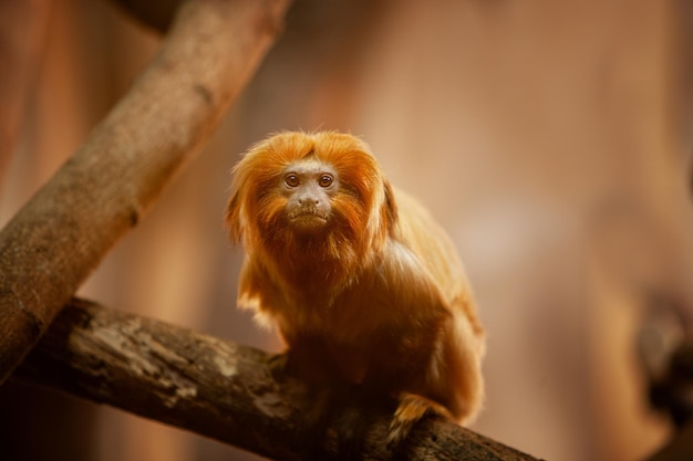 Close up of Golden Lion Marmoset Tamarin Monkey