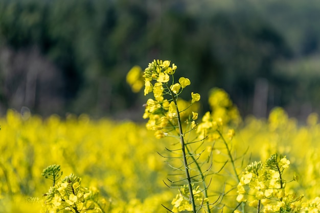 Close up of golden rape flowers