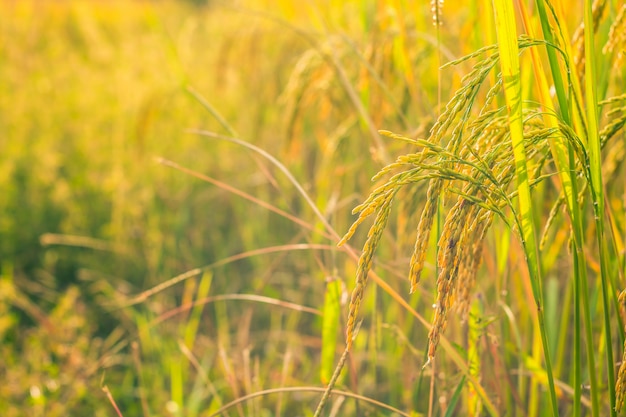 Close up golden rice field.