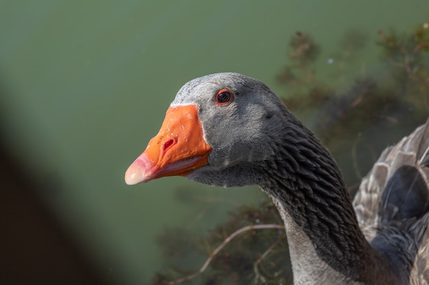 Close-up of goose in the pond swimming in the sunlight