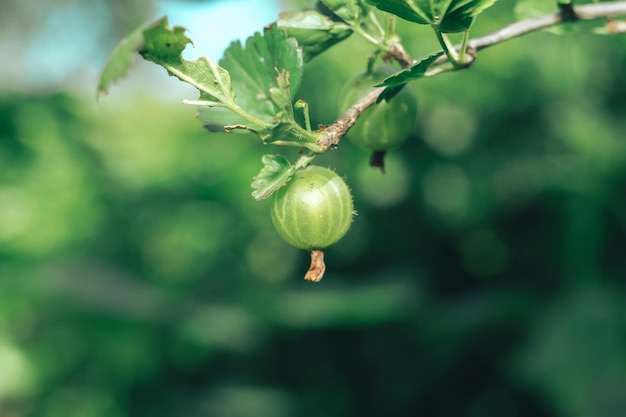 Close up of gooseberries on a gooseberry bush on a farm