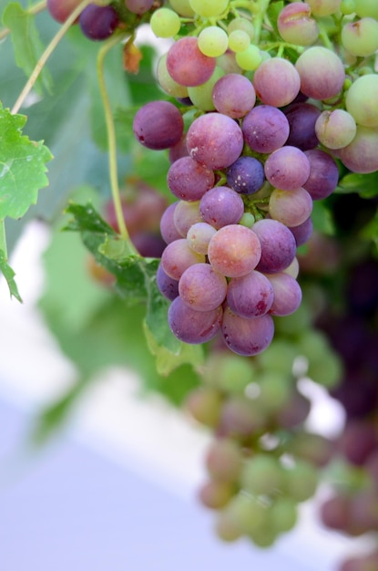 Close-up of grapes growing on plant