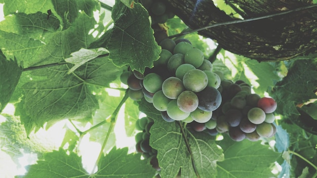 Photo close-up of grapes growing on tree