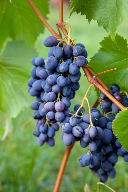 Close-up of grapes growing in vineyard